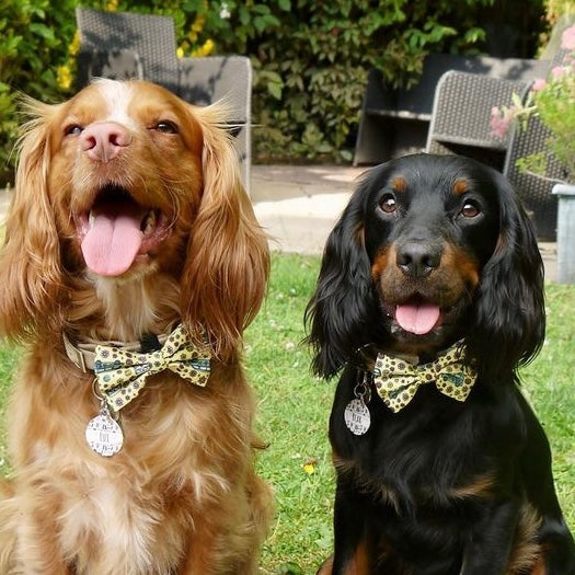 Studies Show That Dogs Are Indeed Man’s Best Friend