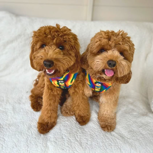 Buying Dog Collars Online Makes Life Easy