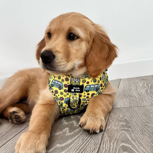 Guess How Many Dogs Live In The UK: Answer – 13 Million!