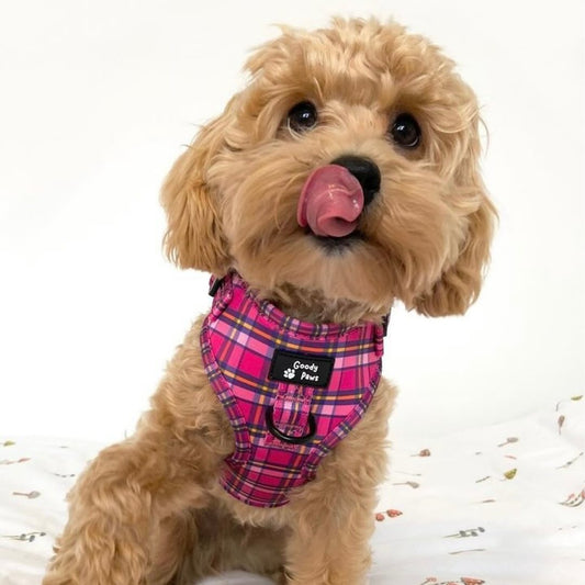 What’s Best? A Collar Or A Harness For Your Puppy?