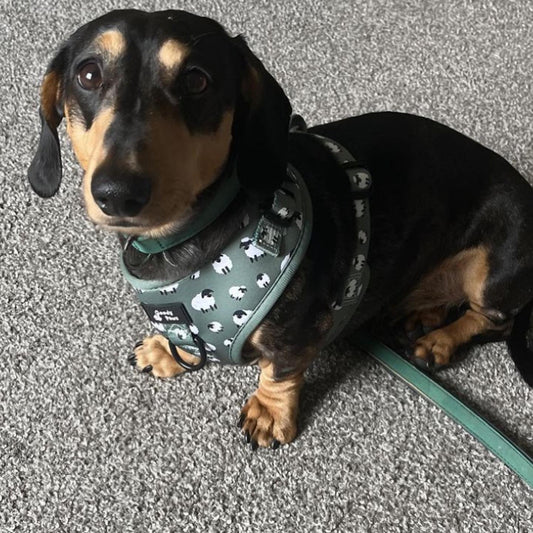 Collar Or Harness? Which Is Best For Your Dog?