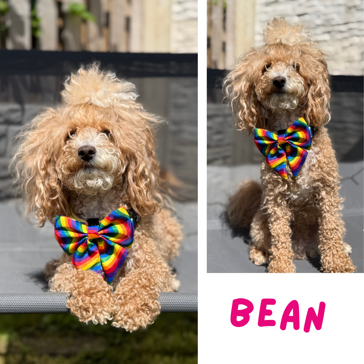 🏳️🌈 Pride rainbow Sailor Bow