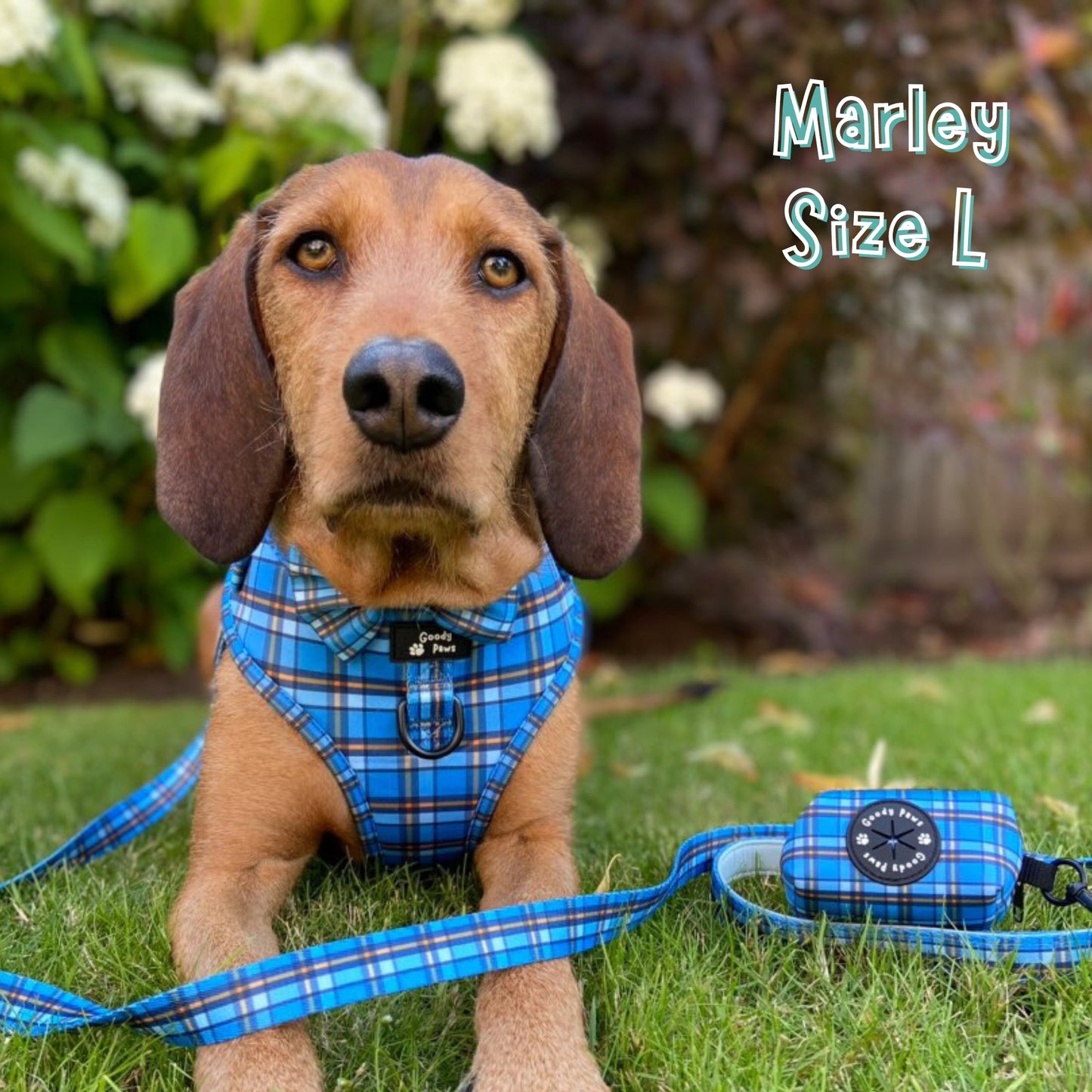 Henry Adjustable Dog Collar