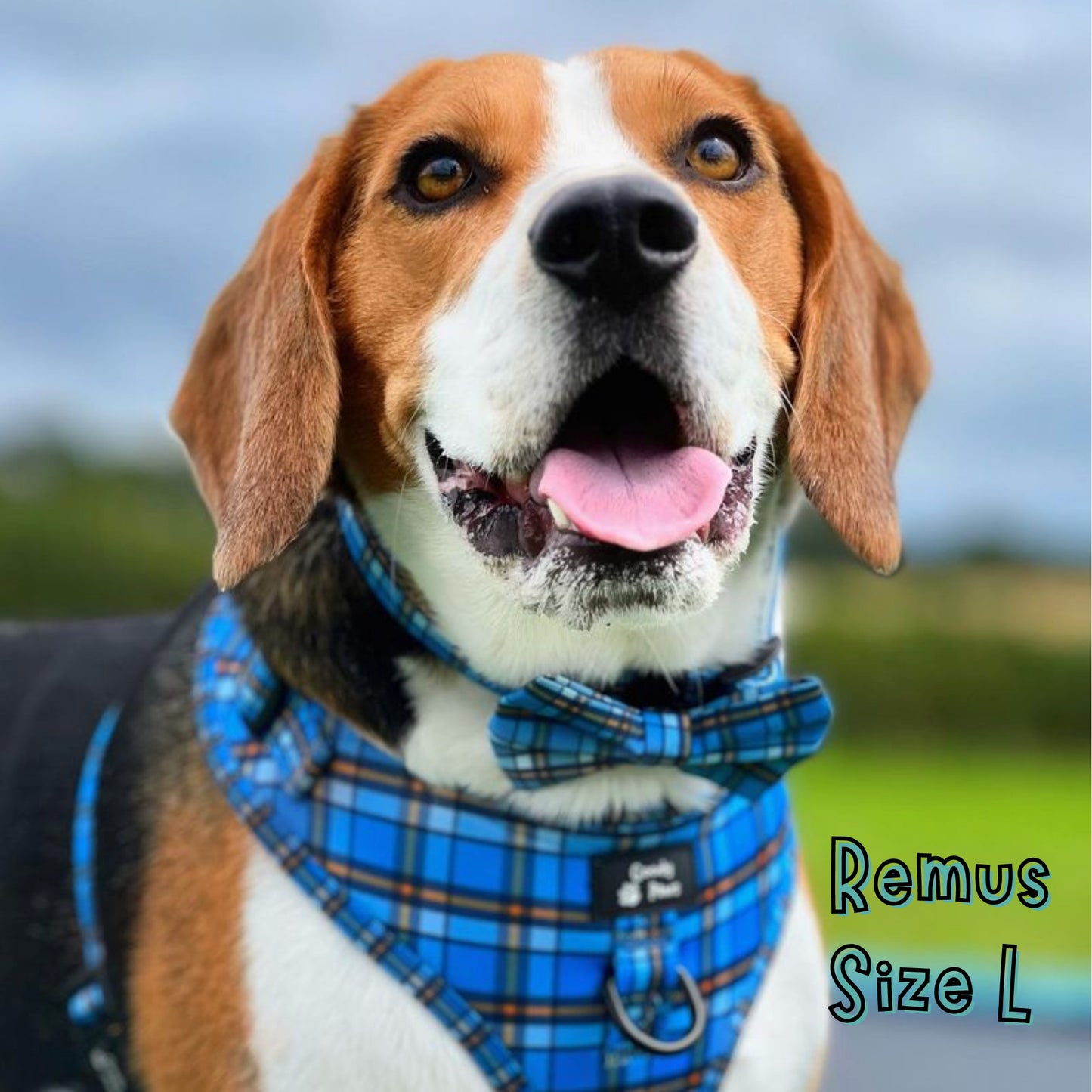 Henry Adjustable Dog Collar