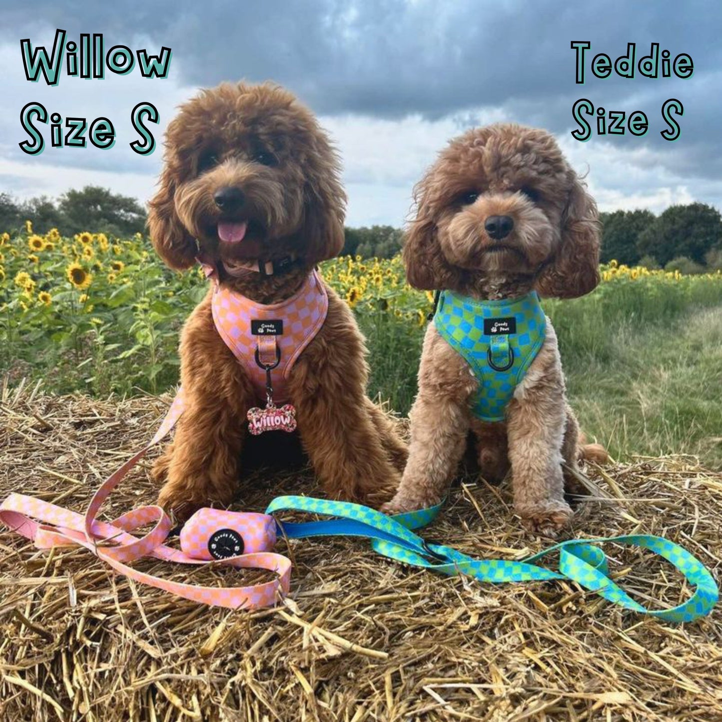 Tutti Fruity Dog Lead