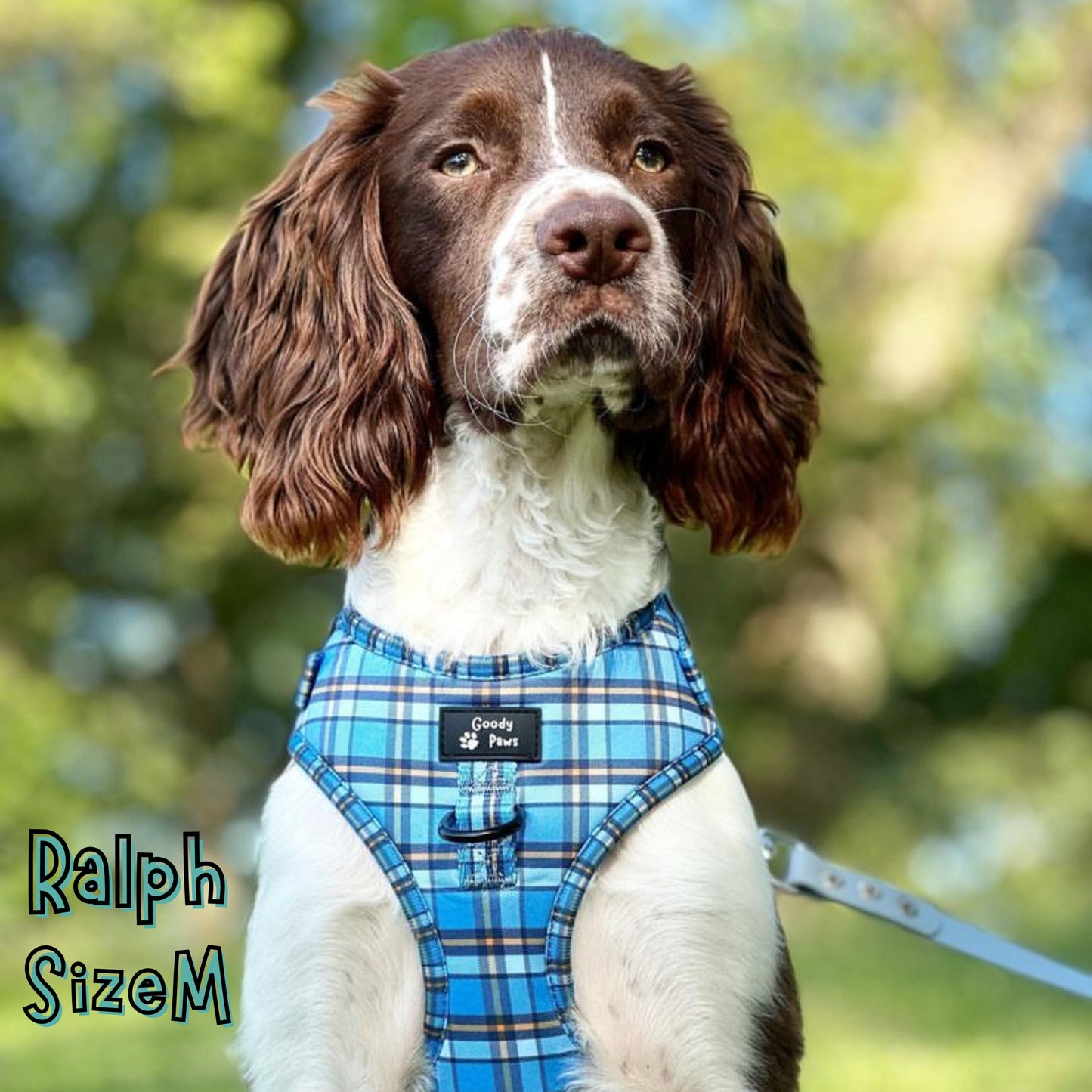 Henry Adjustable Dog Collar