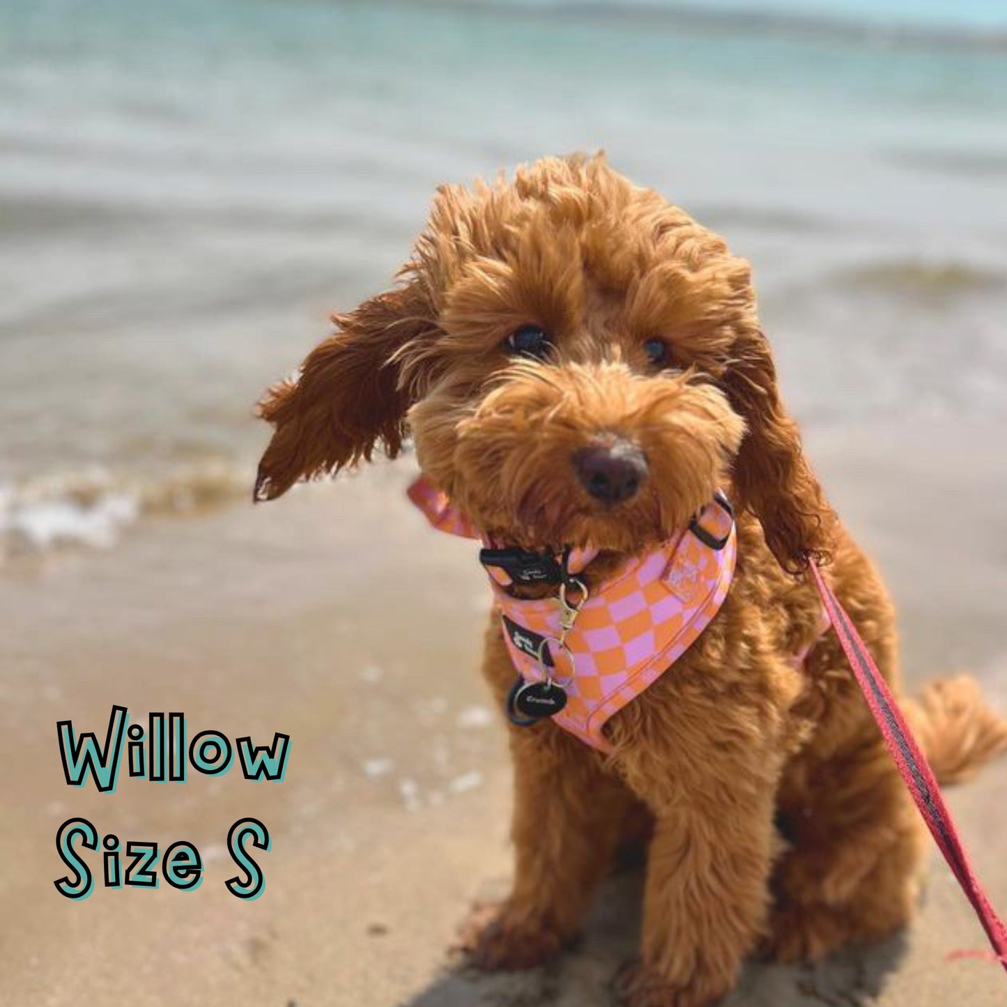 Tutti Fruity Dog Lead