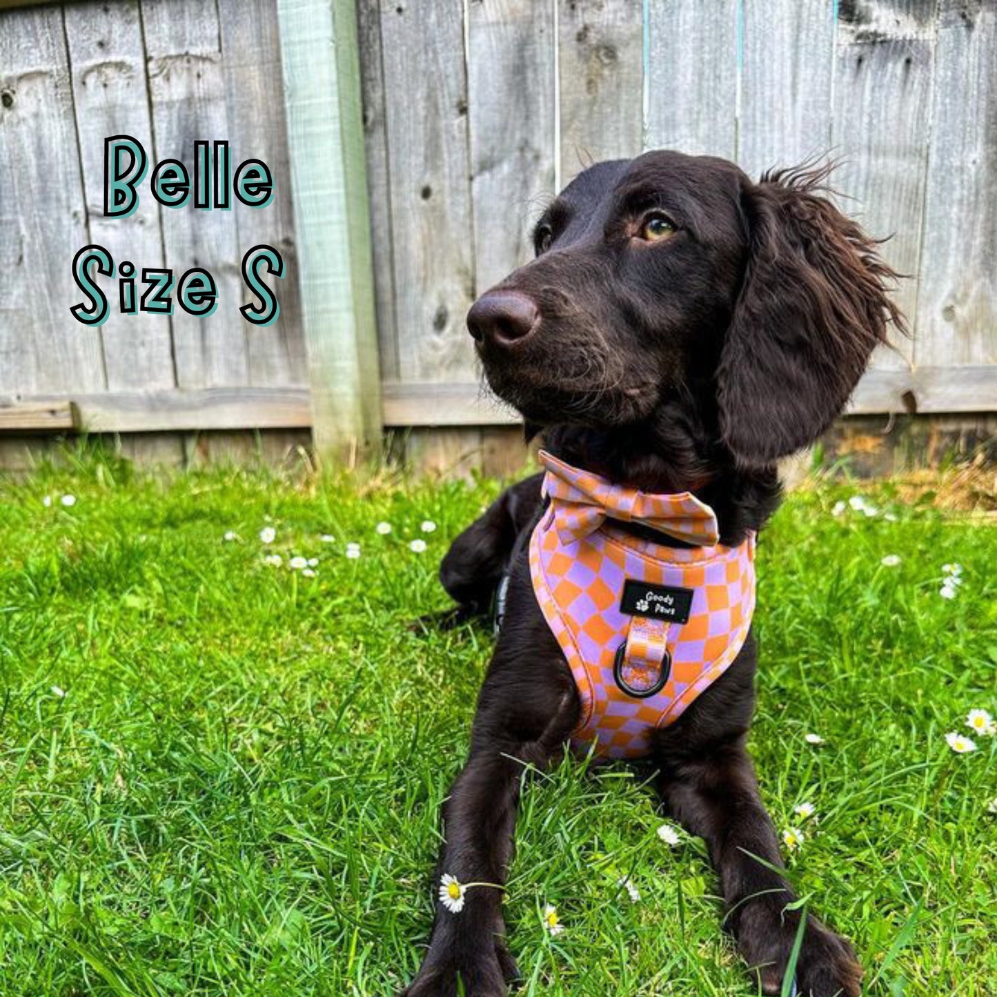 Tutti Fruity Adjustable Harness