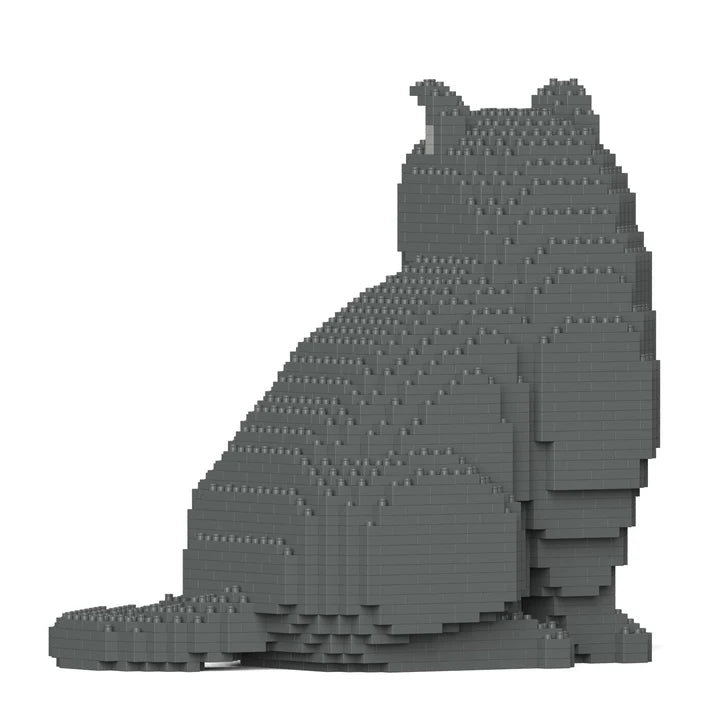 British Shorthair Cat M01