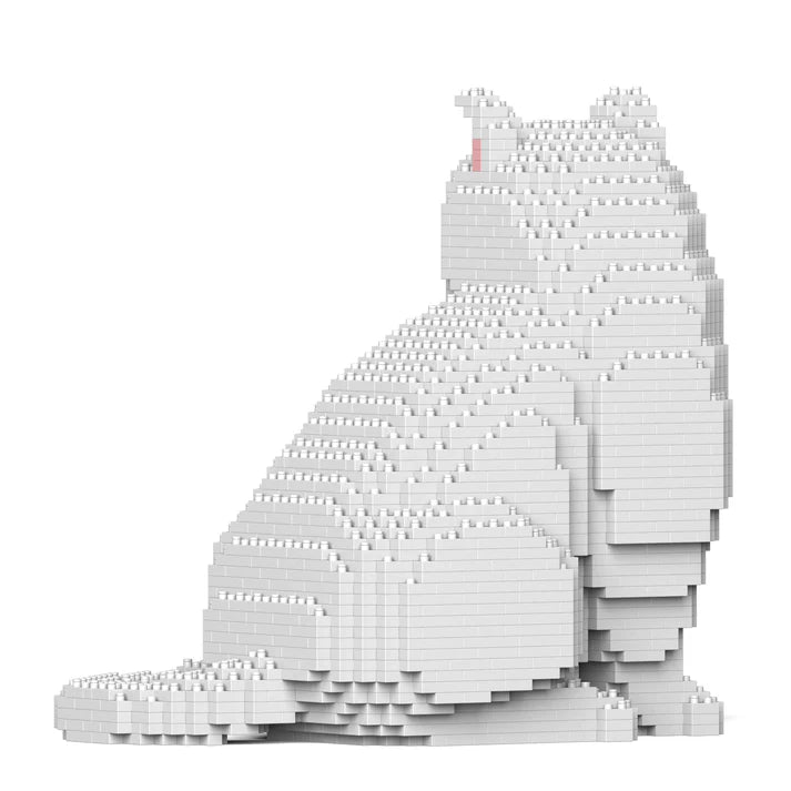 British Shorthair Cat M02