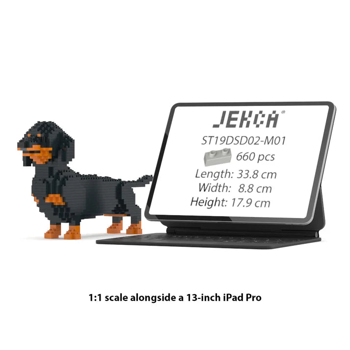Dachshund