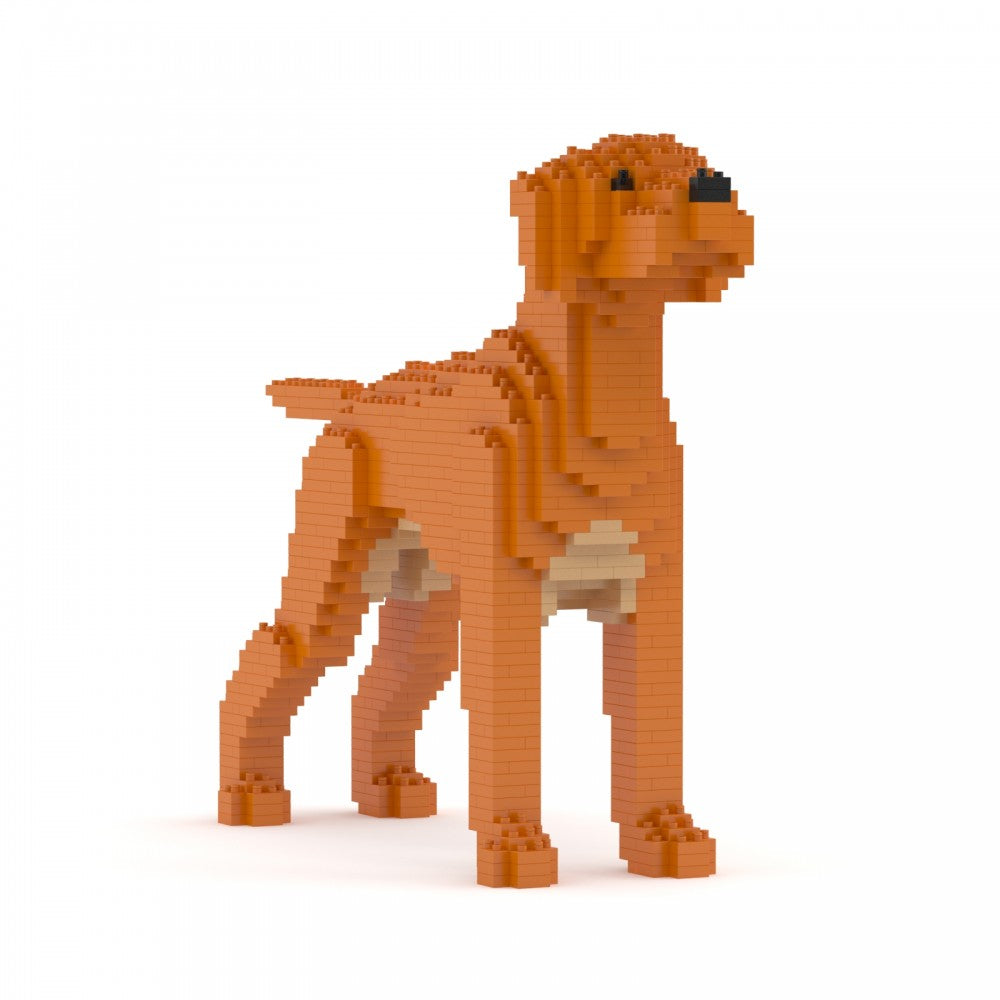 Hungarian Vizsla
