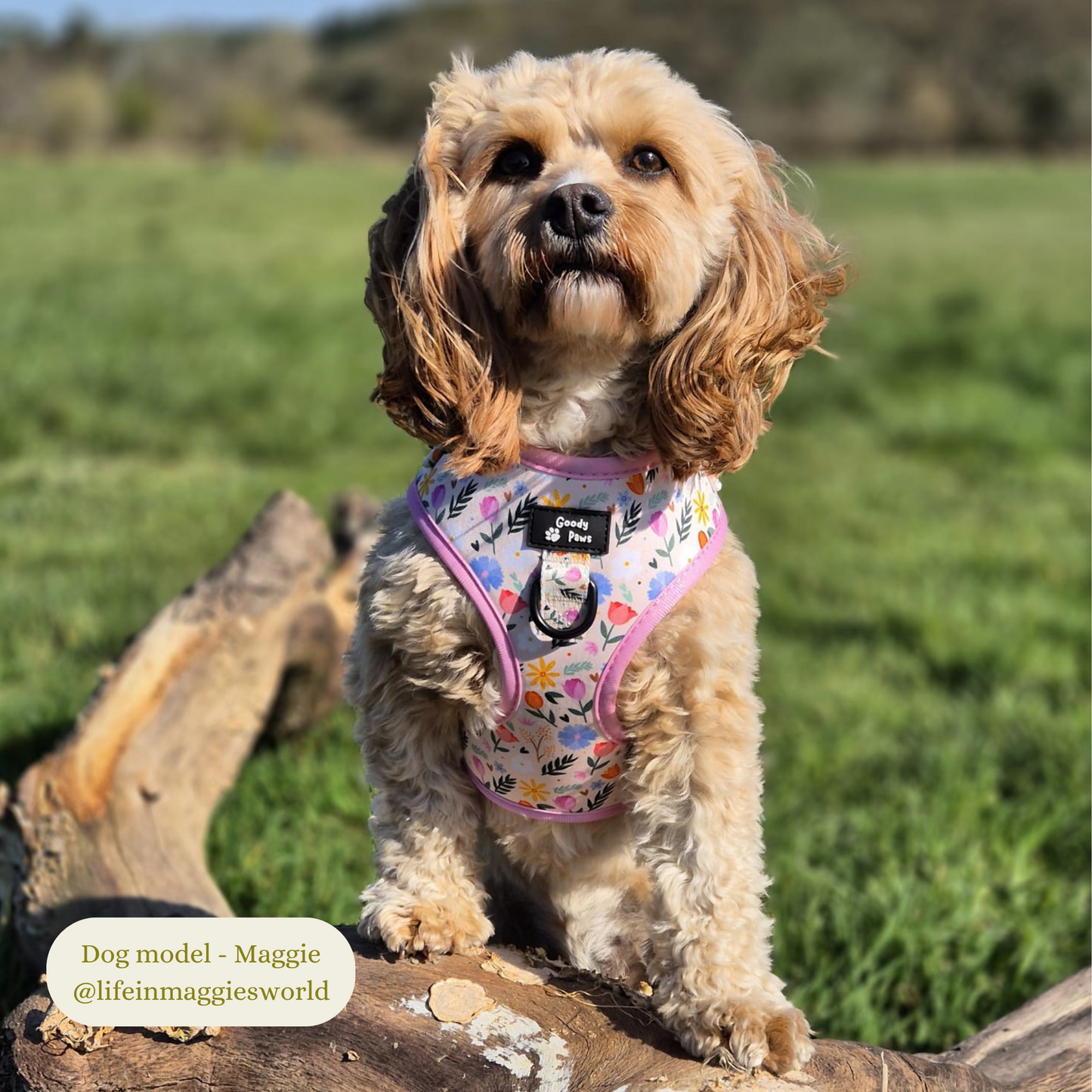 Blooming Blossom Adjustable Dog Harness