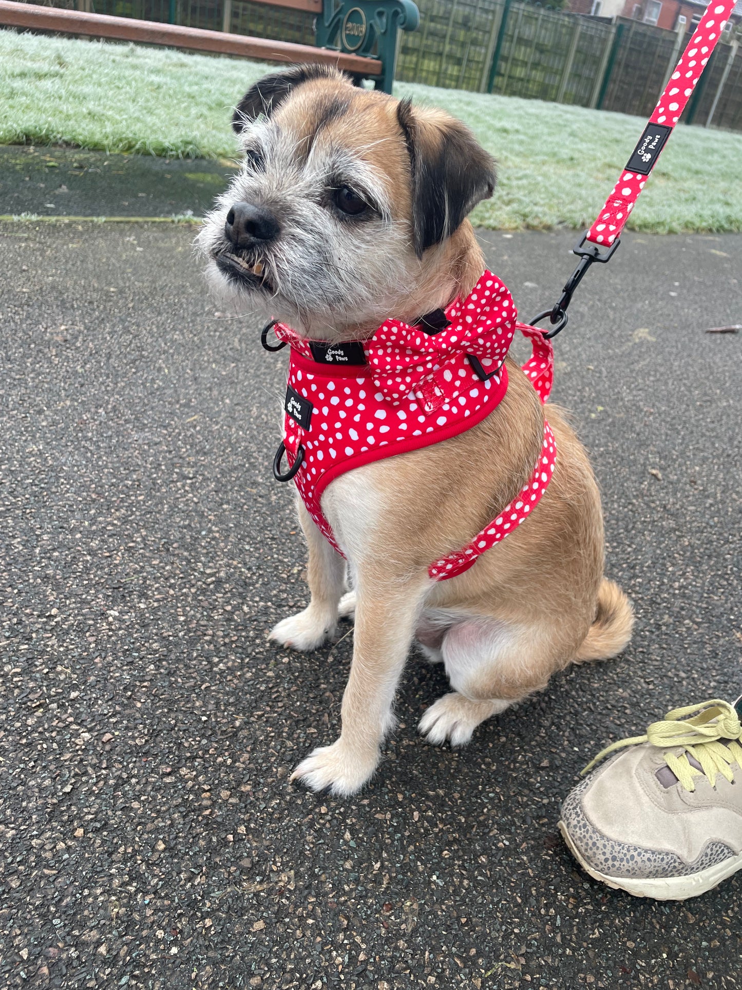 Oh So Dotty Adjustable Dog Harness