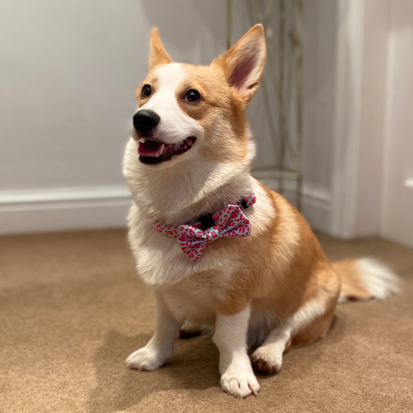 Tilly Leopard Adjustable Dog Collar