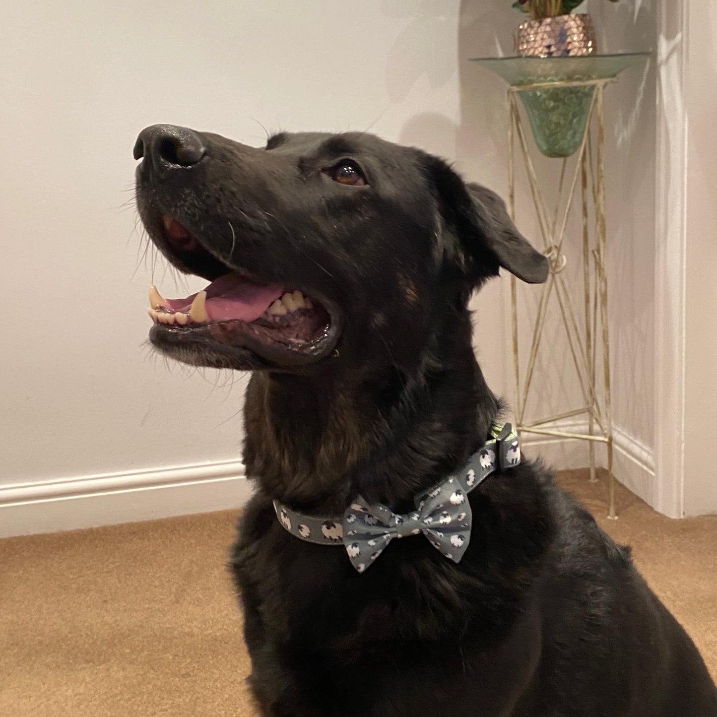 Green Sheep Adjustable Dog Collar