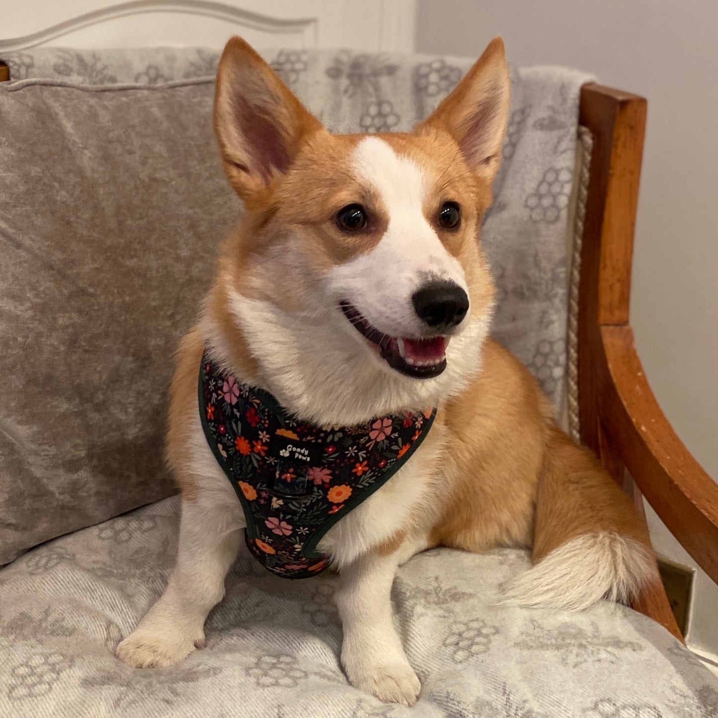 Chester Floral Adjustable Dog Collar