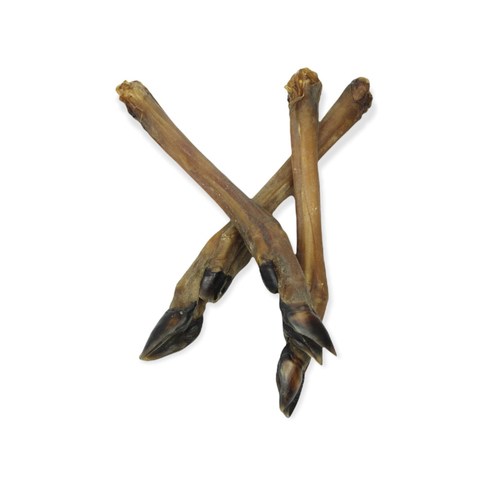 Roe Deer Leg