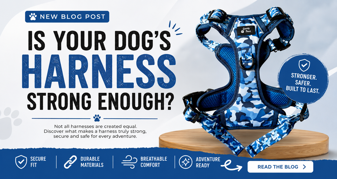 Is Your Dog's Harness Actually Strong Enough? Here's What to Look For