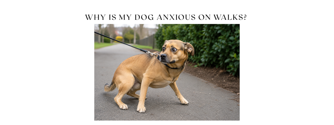 Why Is My Dog Anxious on Walks? (And What Actually Helps)