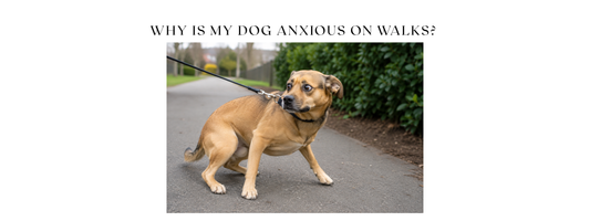 Why Is My Dog Anxious on Walks? (And What Actually Helps)