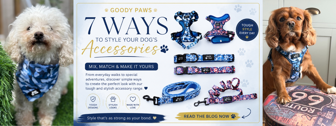 The Ultimate Guide to Matching Dog Accessories, How to Create the Perfect Look