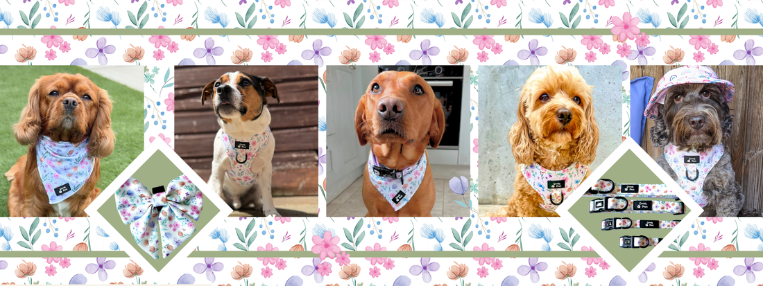 Introducing Petal Paws, The New Floral Dog Accessories Collection for Spring & Summer 2026