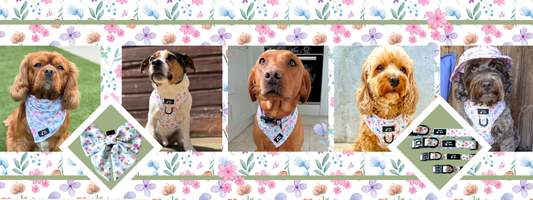 Introducing Petal Paws, The New Floral Dog Accessories Collection for Spring & Summer 2026