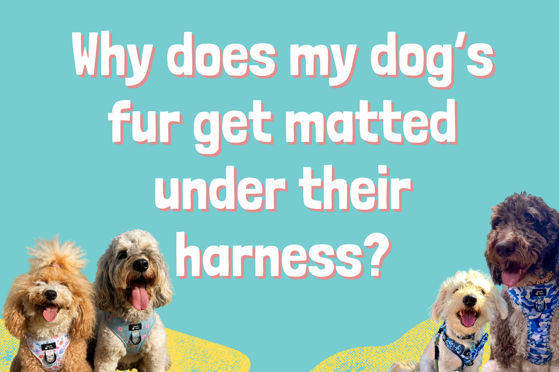 Why Does My Dog’s Fur Get Matted Under Their Harness?