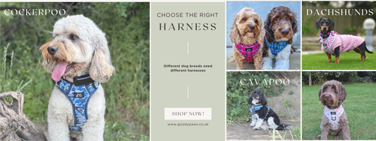 Cockapoo, Cavapoo or Dachshund? Here's How to Choose the Right Harness for Your Breed