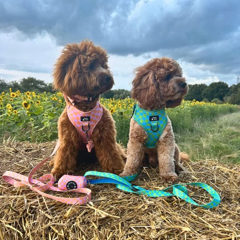 The Ultimate Guide To The Perfect Harness For Your Furry Friend