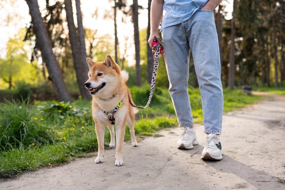 Should Your Dog Wear A Collar Or A Harness?