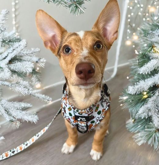 Time To Buy Your Dog’s Christmas Presents At Goody Paws