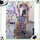 Footie Paws Tough Harness