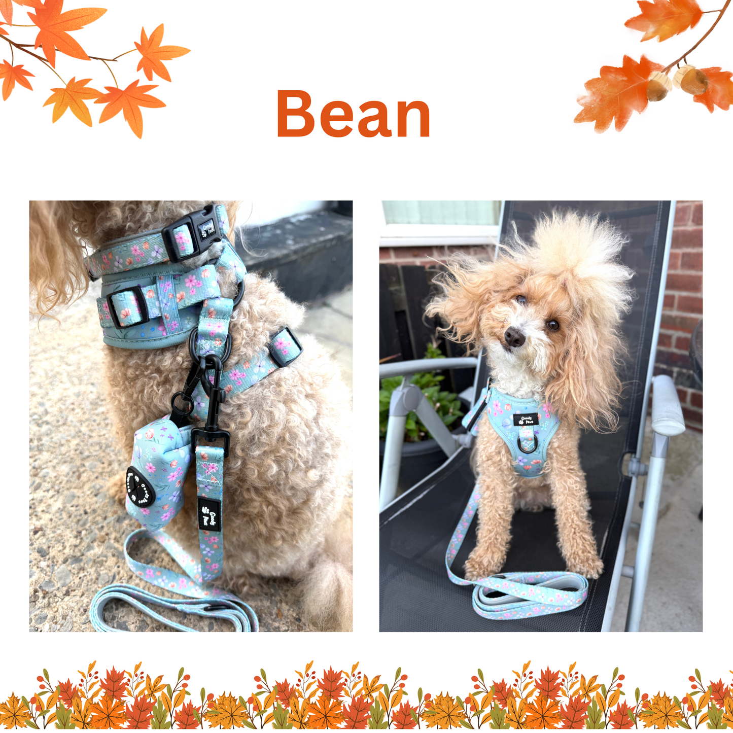Adjustable Harness - Petal Paws Autumn Sage