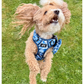 Blue Camo tough style Harness
