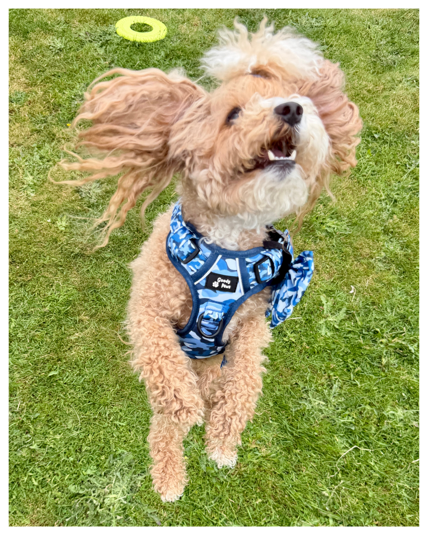 Blue Camo tough style Harness