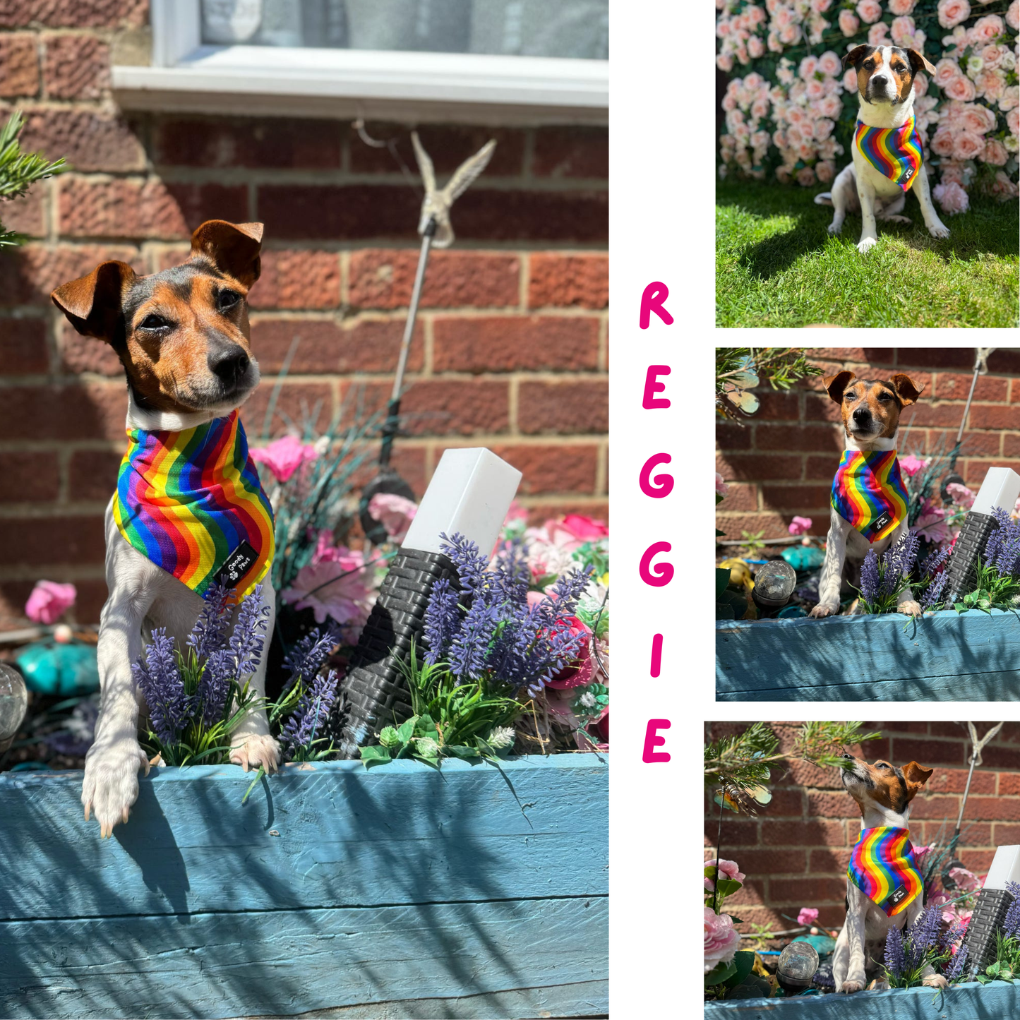 Pride Rainbow Cooling Dog Bandana | Goody Paws UK