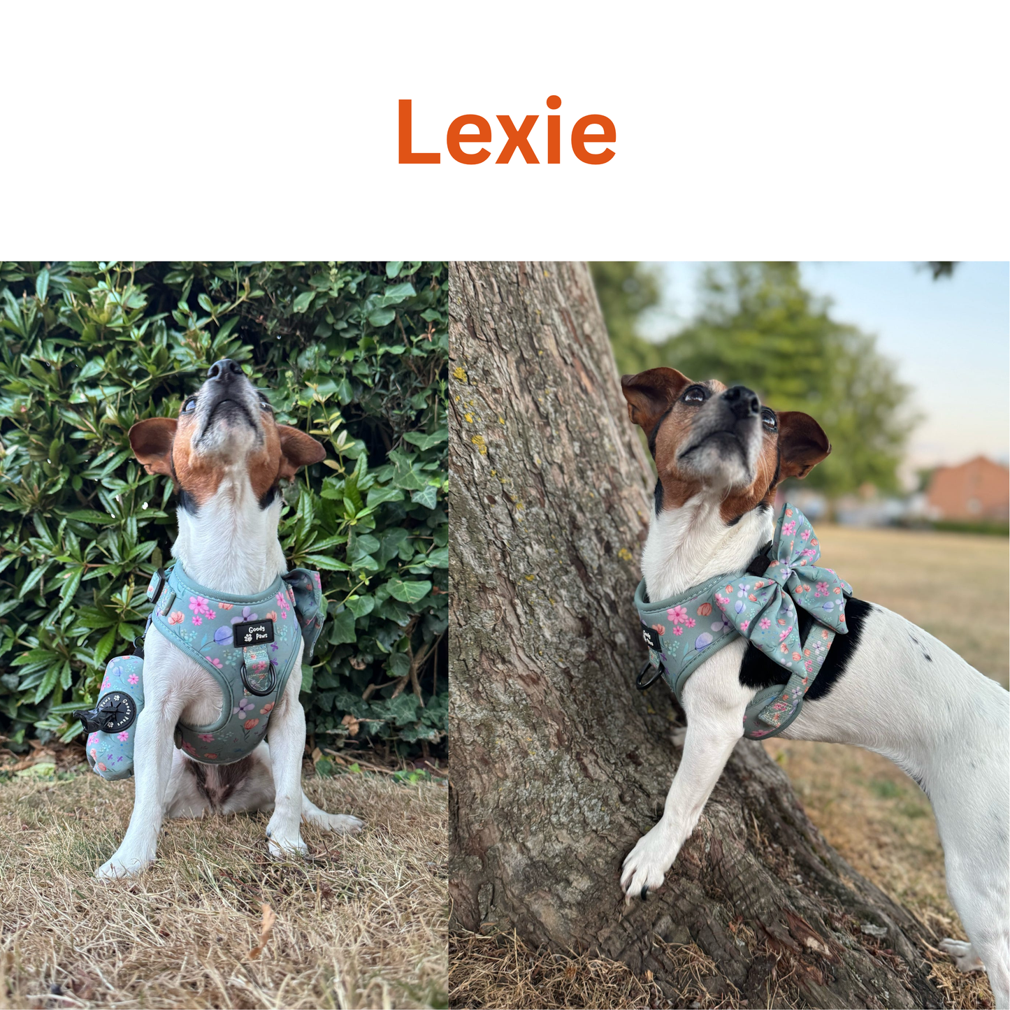 Adjustable Harness - Petal Paws Autumn Sage