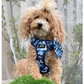 Blue Camo tough style Harness