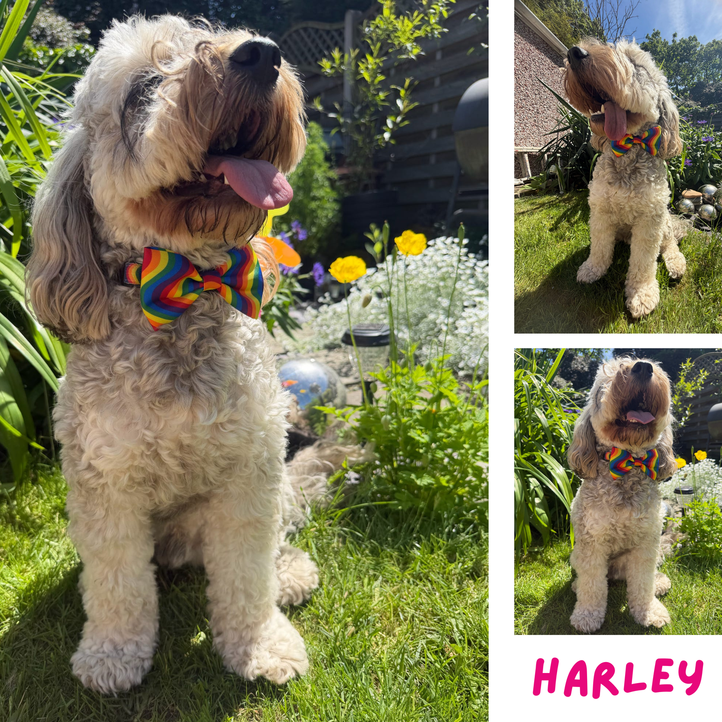 Pride Rainbow Bow Tie