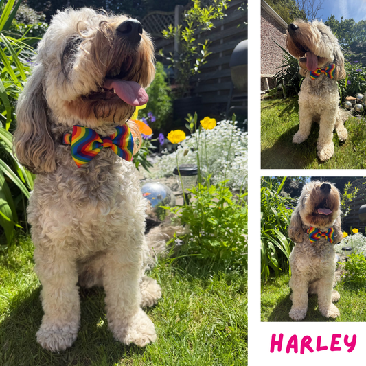 Pride Rainbow Bow Tie
