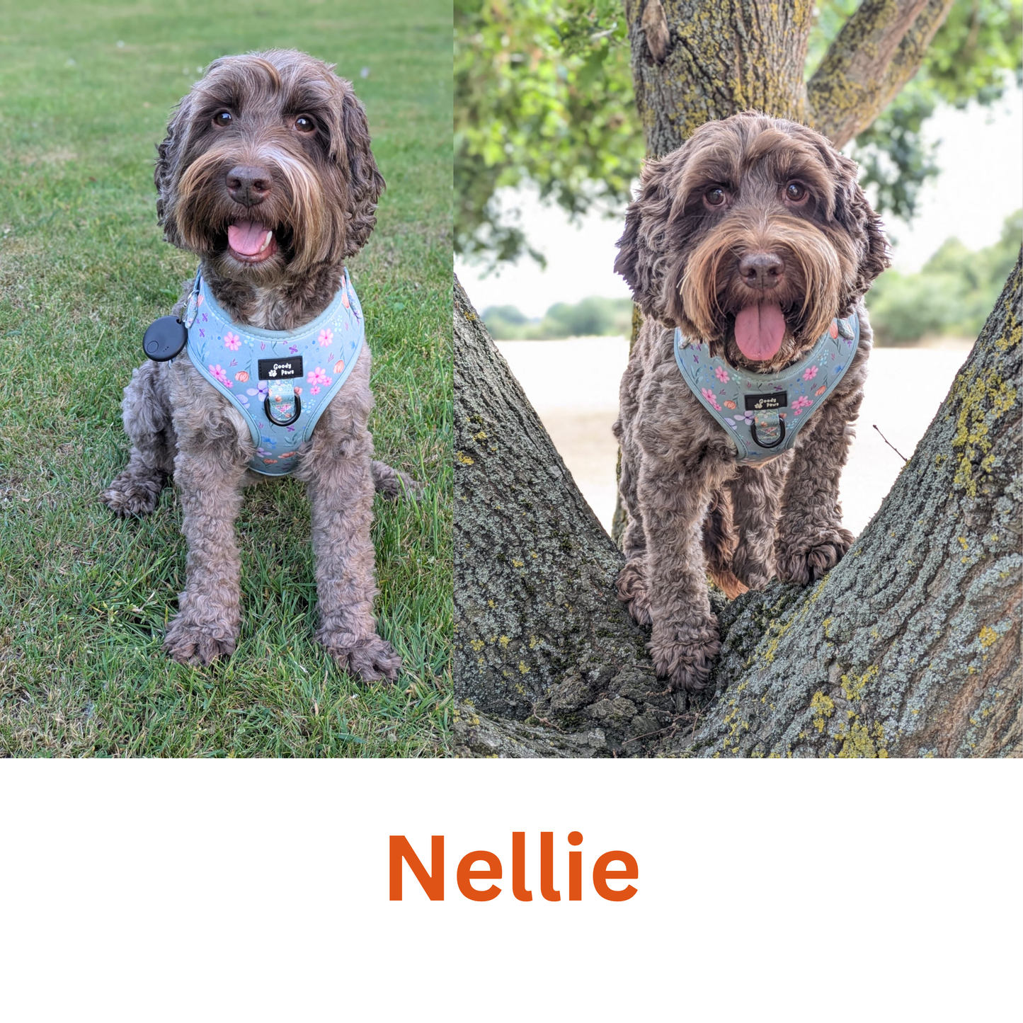 Adjustable Harness - Petal Paws Autumn Sage