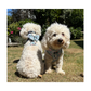 Adjustable Harness - Petal Paws Autumn Sage
