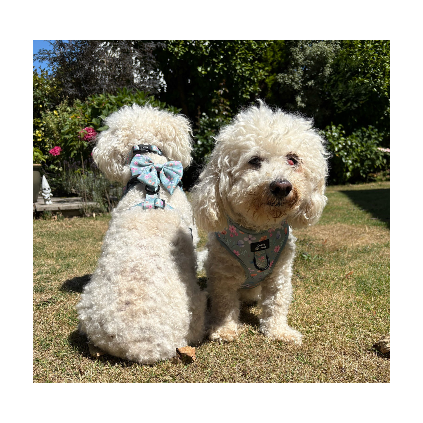 Adjustable Harness - Petal Paws Autumn Sage