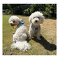 Adjustable Harness - Petal Paws Autumn Sage