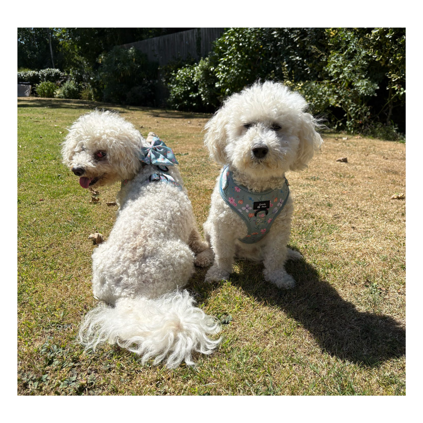 Adjustable Harness - Petal Paws Autumn Sage