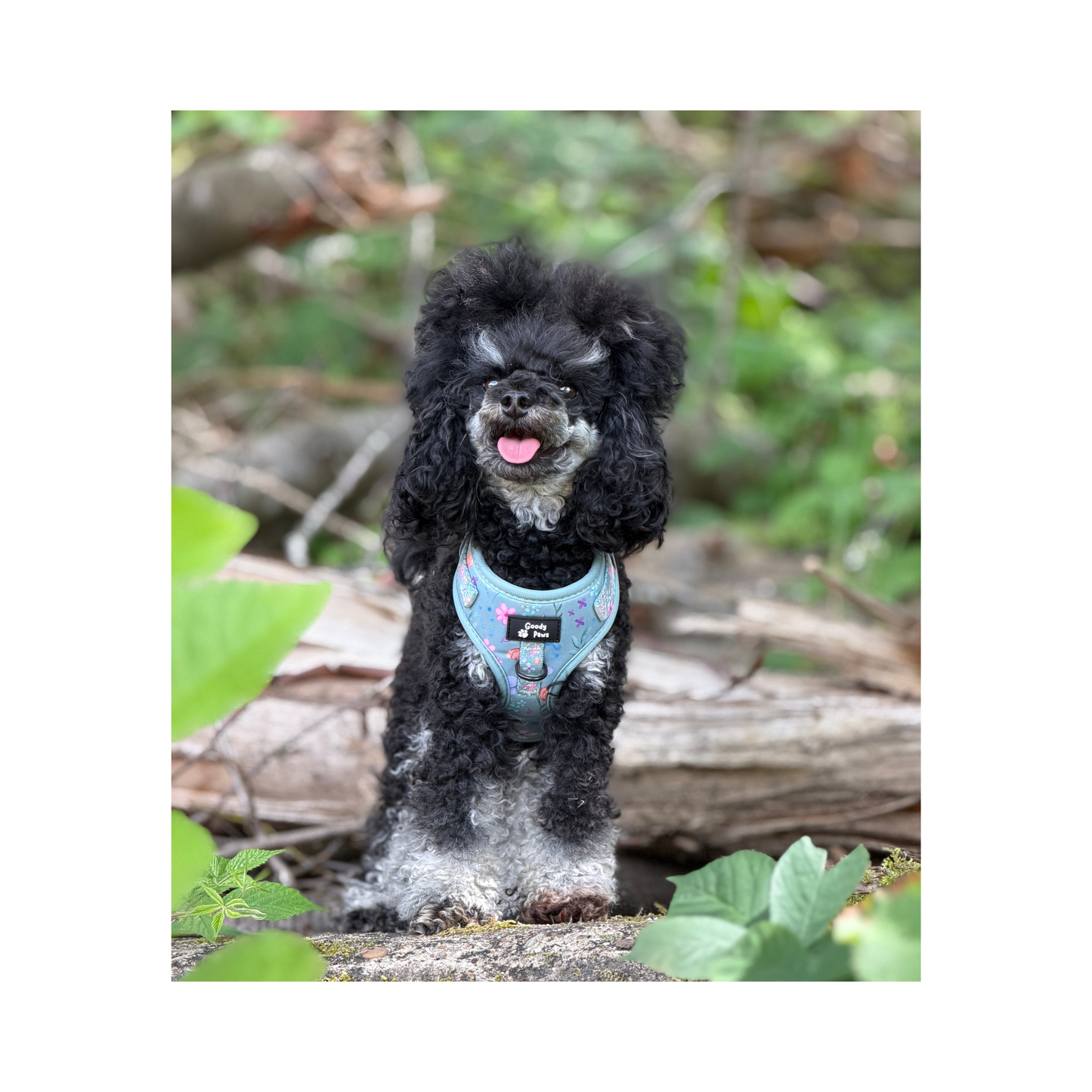 Adjustable Harness - Petal Paws Autumn Sage