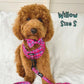 Nancy Adjustable Harness