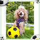 Footie Paws Tough Harness